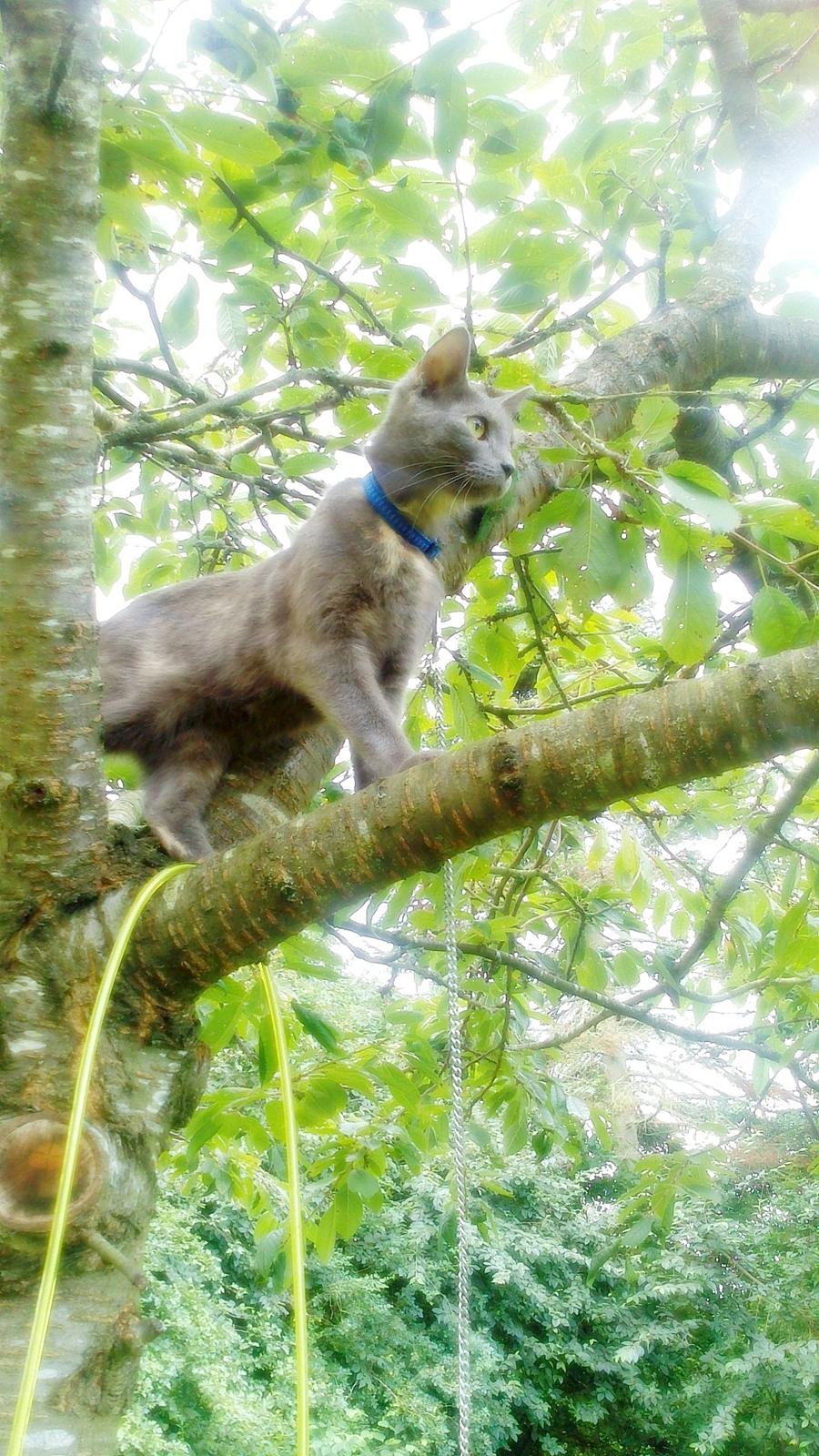 Blanding af racer lille fizzen billede 2