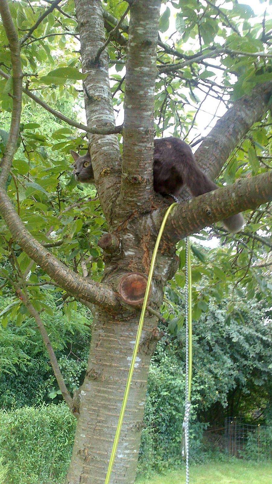 Blanding af racer lille fizzen billede 11