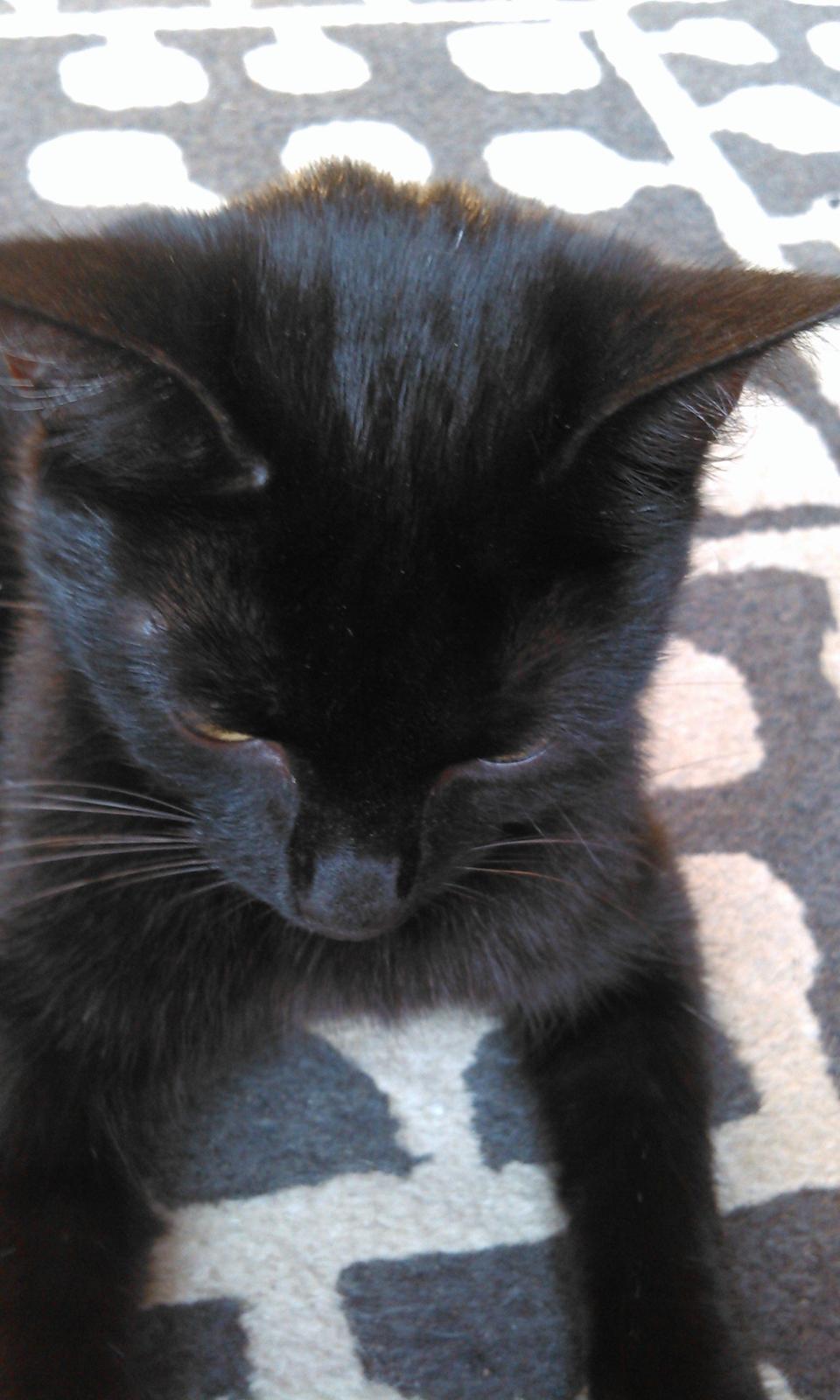 Huskat Mariska billede 12