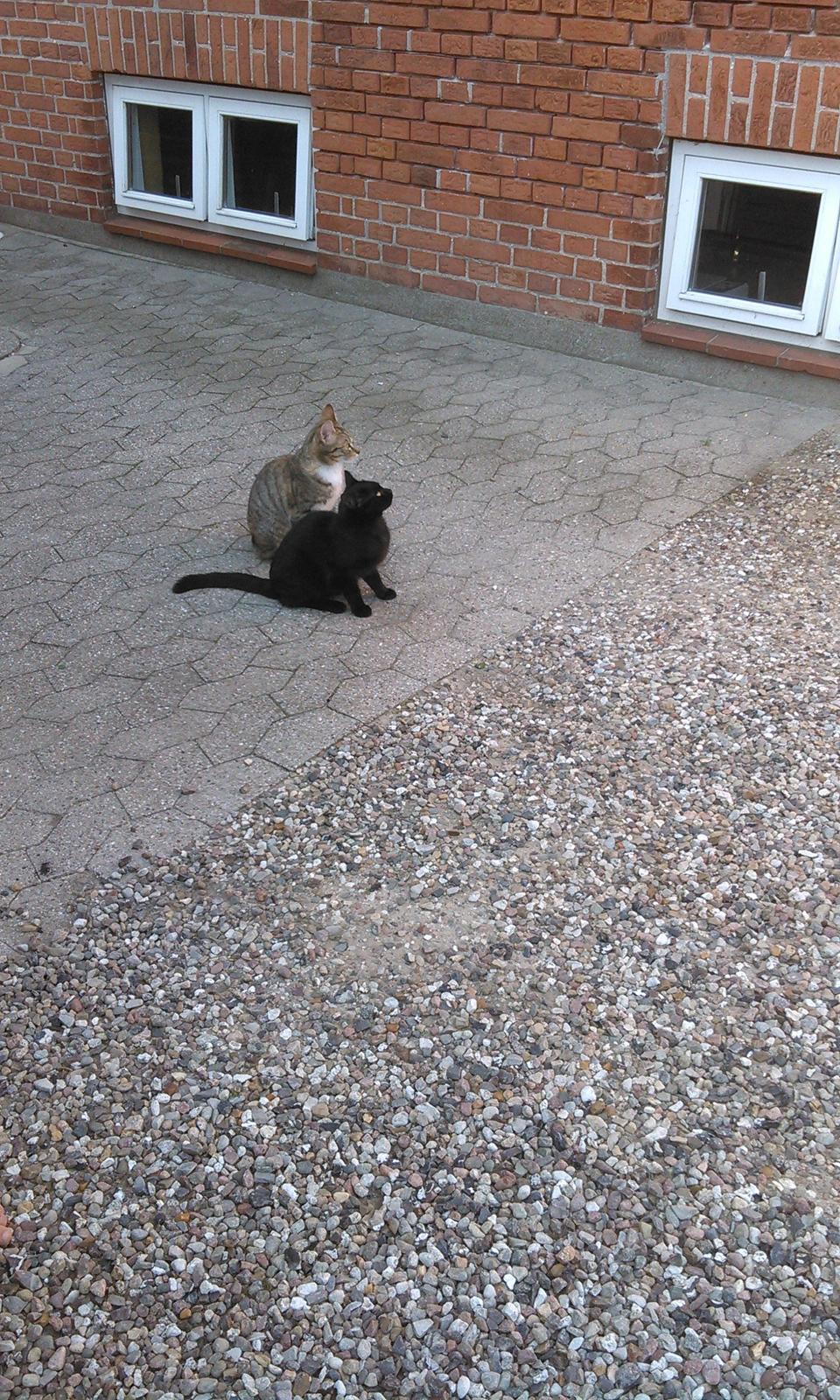 Huskat Mariska - Fugle... billede 13