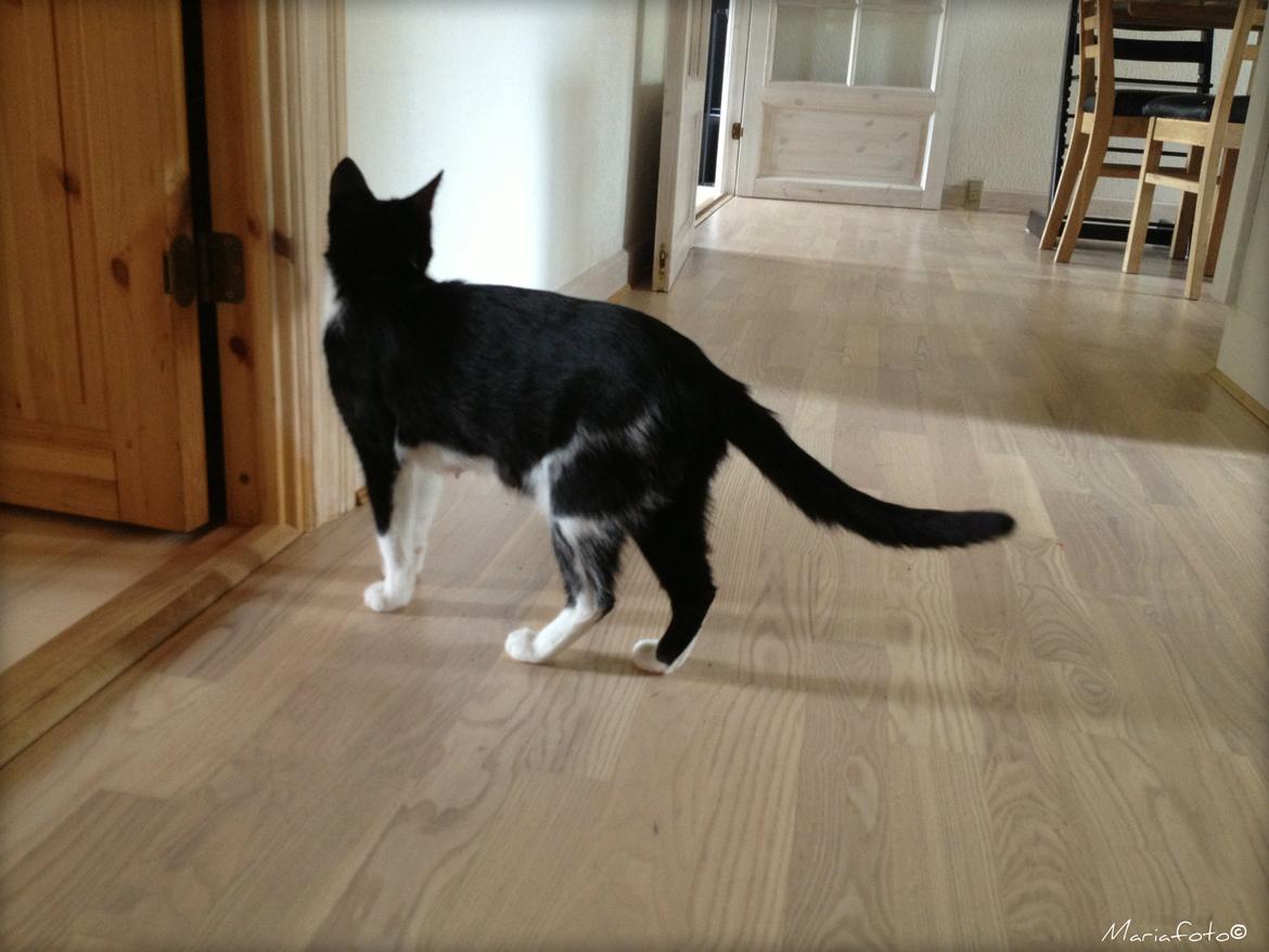 Huskat ~ Fiona † ** Sov sødt min elskede skat <3** billede 10