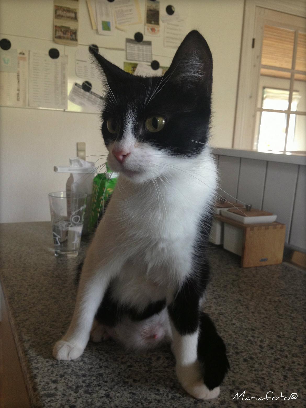 Huskat ~ Fiona † ** Sov sødt min elskede skat <3** billede 29