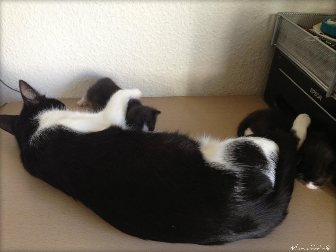 Huskat ~ Fiona † ** Sov sødt min elskede skat <3** billede 28