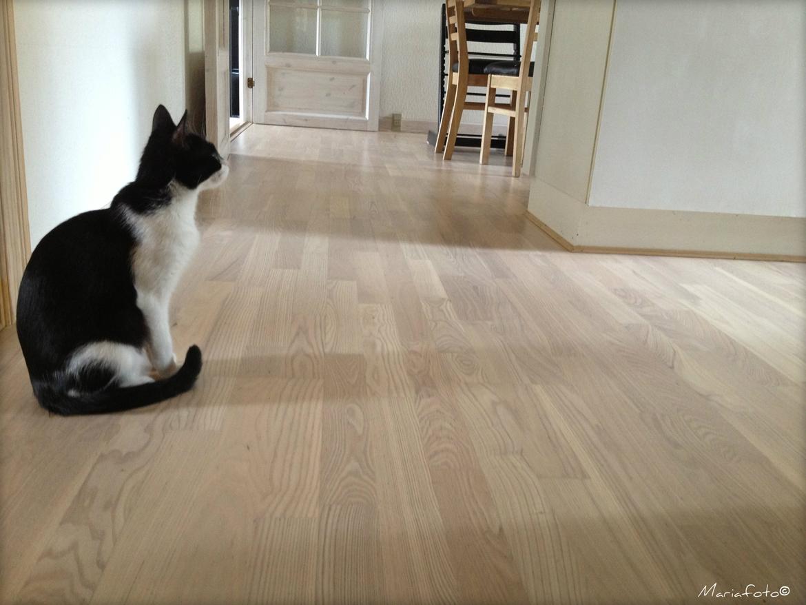 Huskat ~ Fiona † ** Sov sødt min elskede skat <3** billede 12