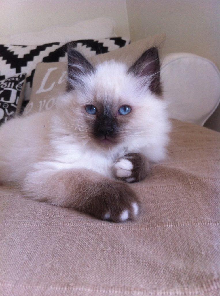 Hellig Birma Findus - Findus, da han var ca 9 uger gammel. billede 16