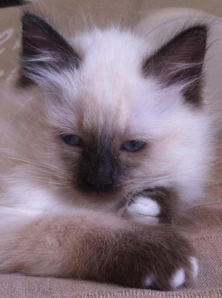 Hellig Birma Findus - Findus, da han var ca 9 uger gammel. :) billede 17