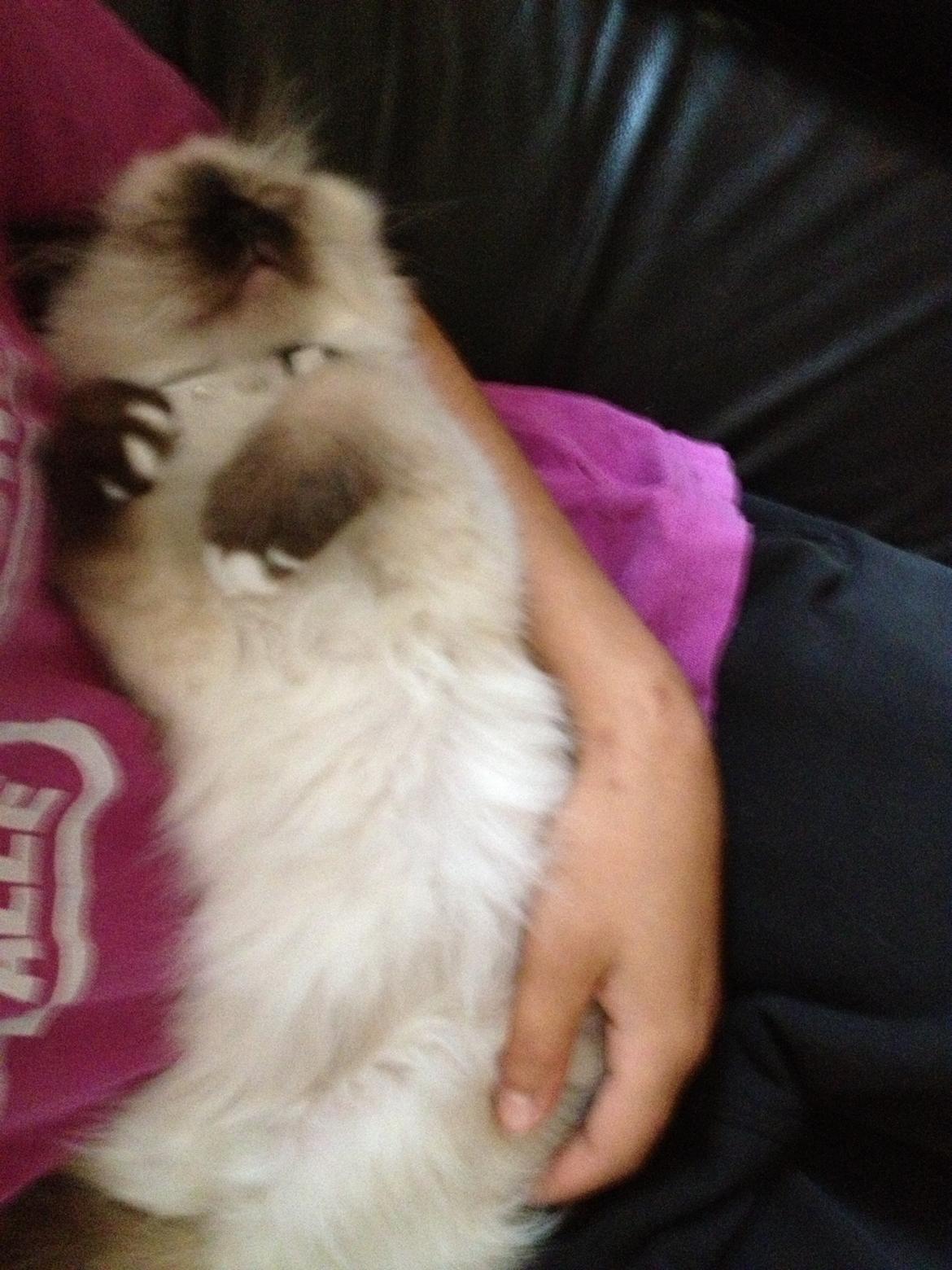 Hellig Birma Findus - Findus, da han var 12 uger gammel.  billede 19