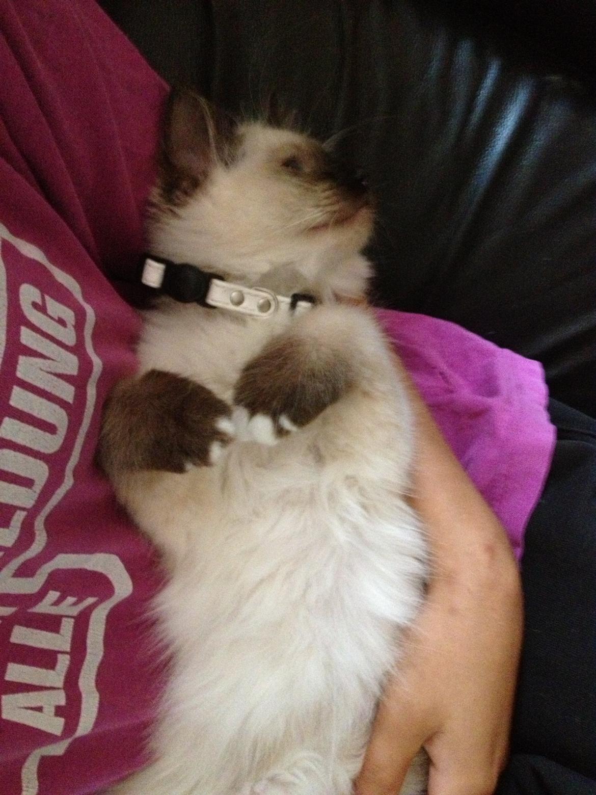 Hellig Birma Findus - Findus, da han var 12 uger gammel. billede 20