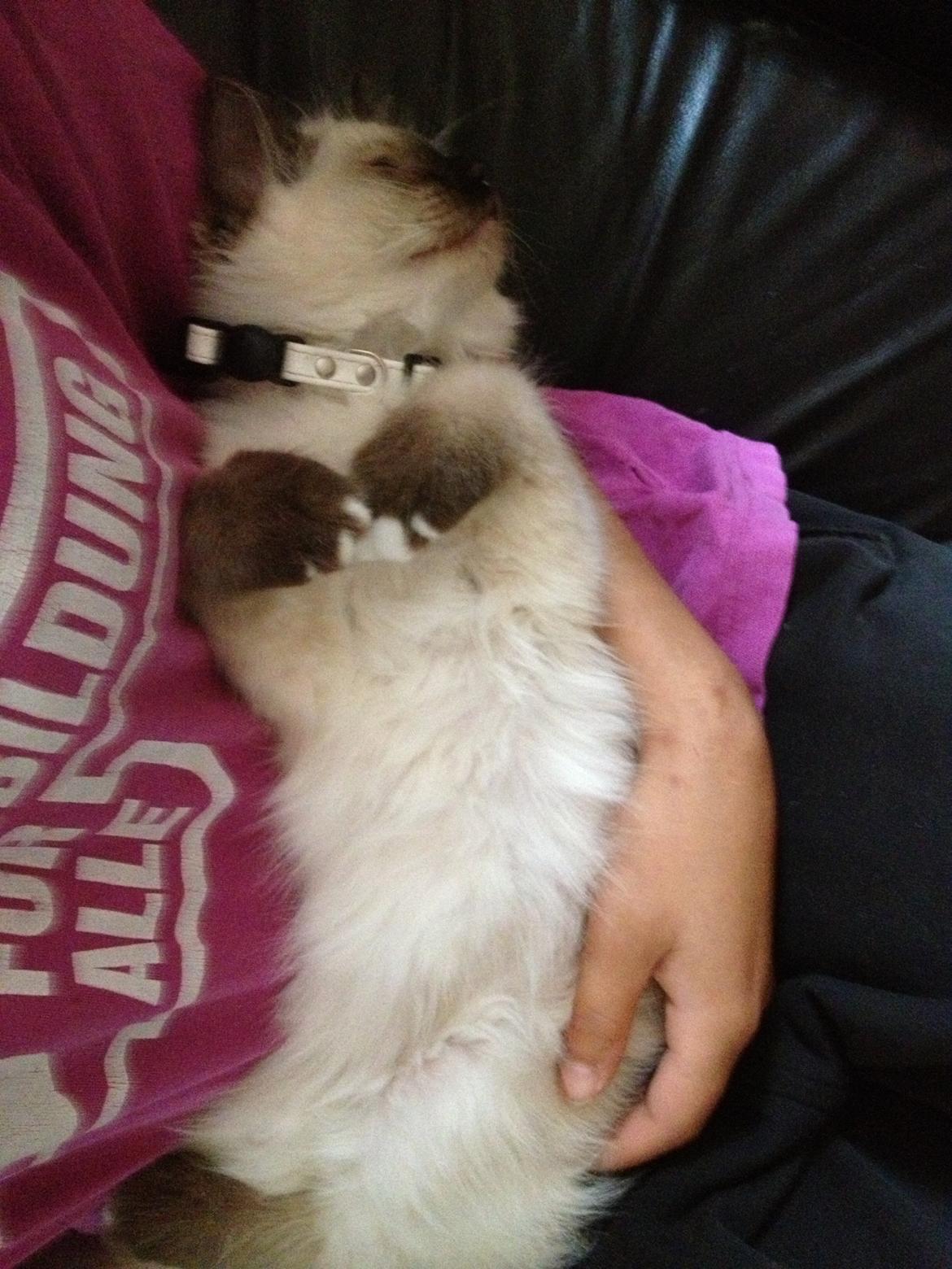 Hellig Birma Findus - Findus, da han var 12 uger gammel. billede 21