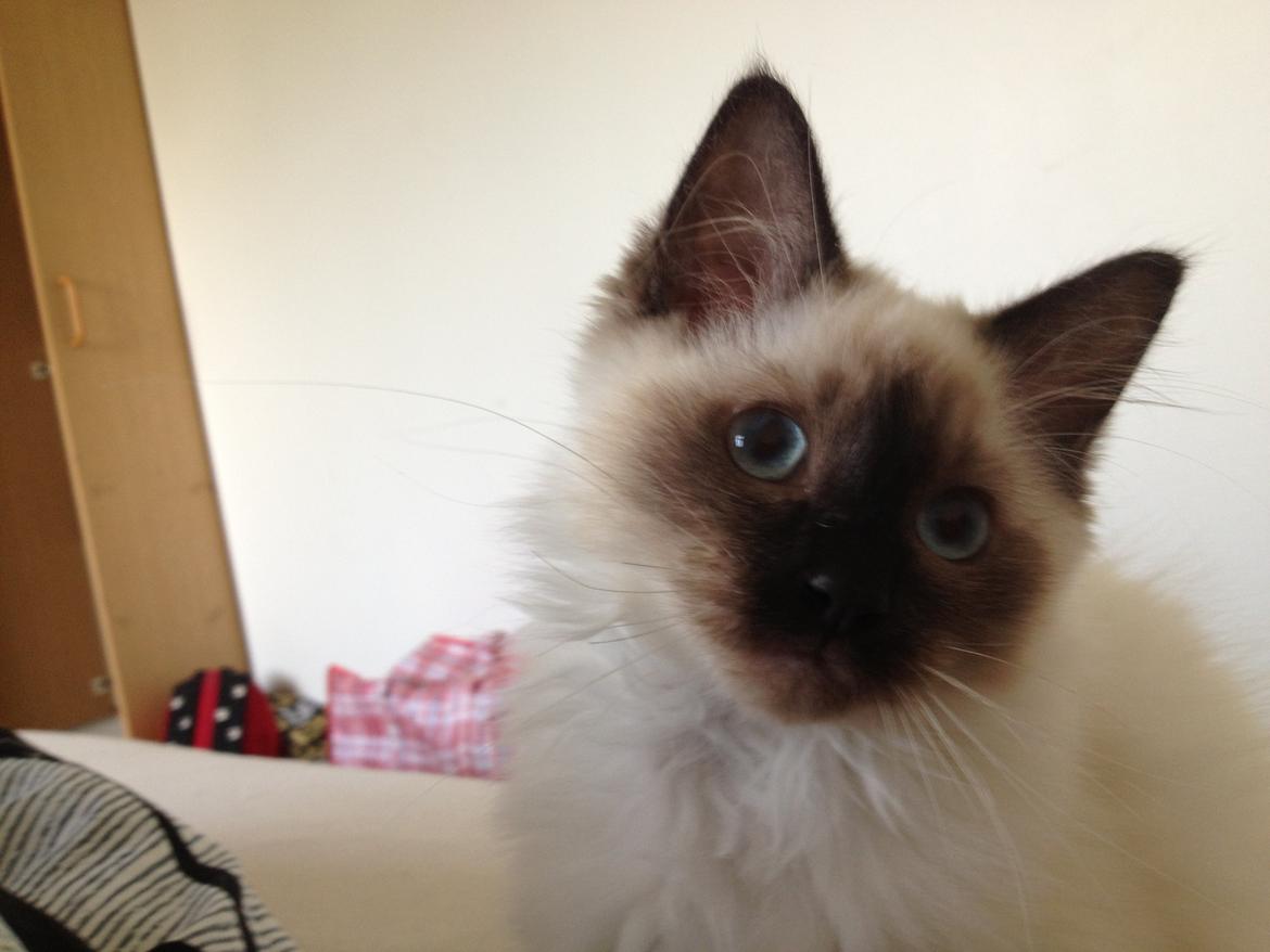 Hellig Birma Findus billede 22