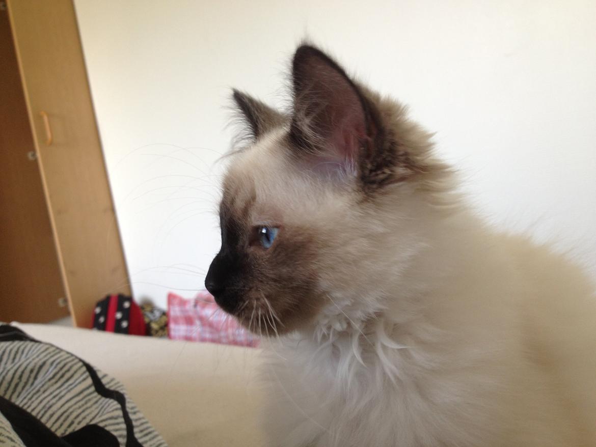 Hellig Birma Findus billede 23