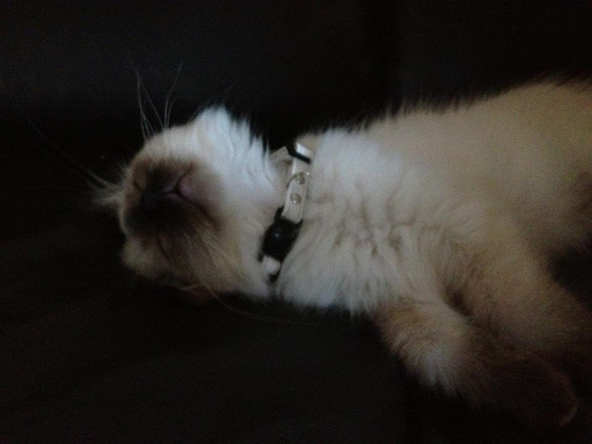 Hellig Birma Findus billede 25