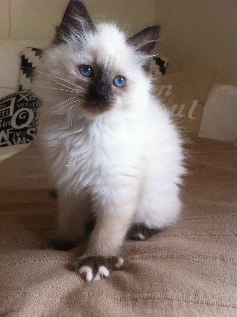 Hellig Birma Findus - Findus, da han var ca 9 uger gammel. :) billede 26