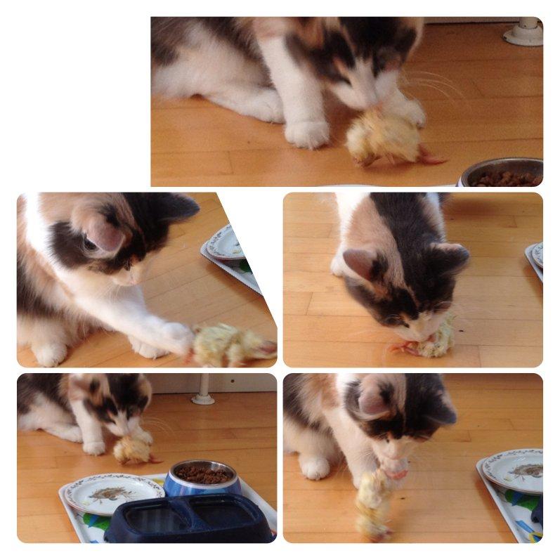 Norsk Skovkat Flocke (Killix Klokkeblomst) - himmelkat  - eeeelsker kylling! billede 16