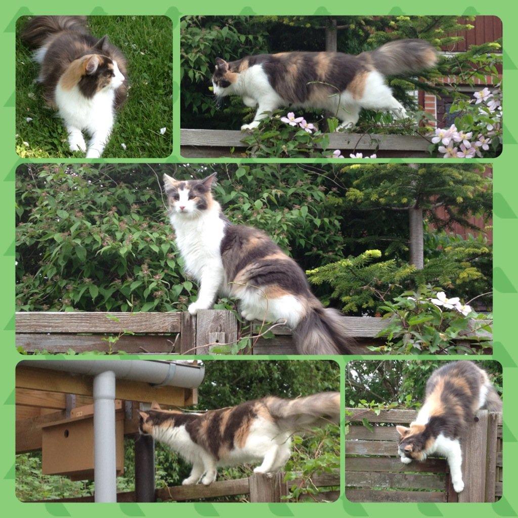 Norsk Skovkat Flocke (Killix Klokkeblomst) - himmelkat  - naboer!!! - ikke ret længe, hvis jeg skal bestemme! billede 17