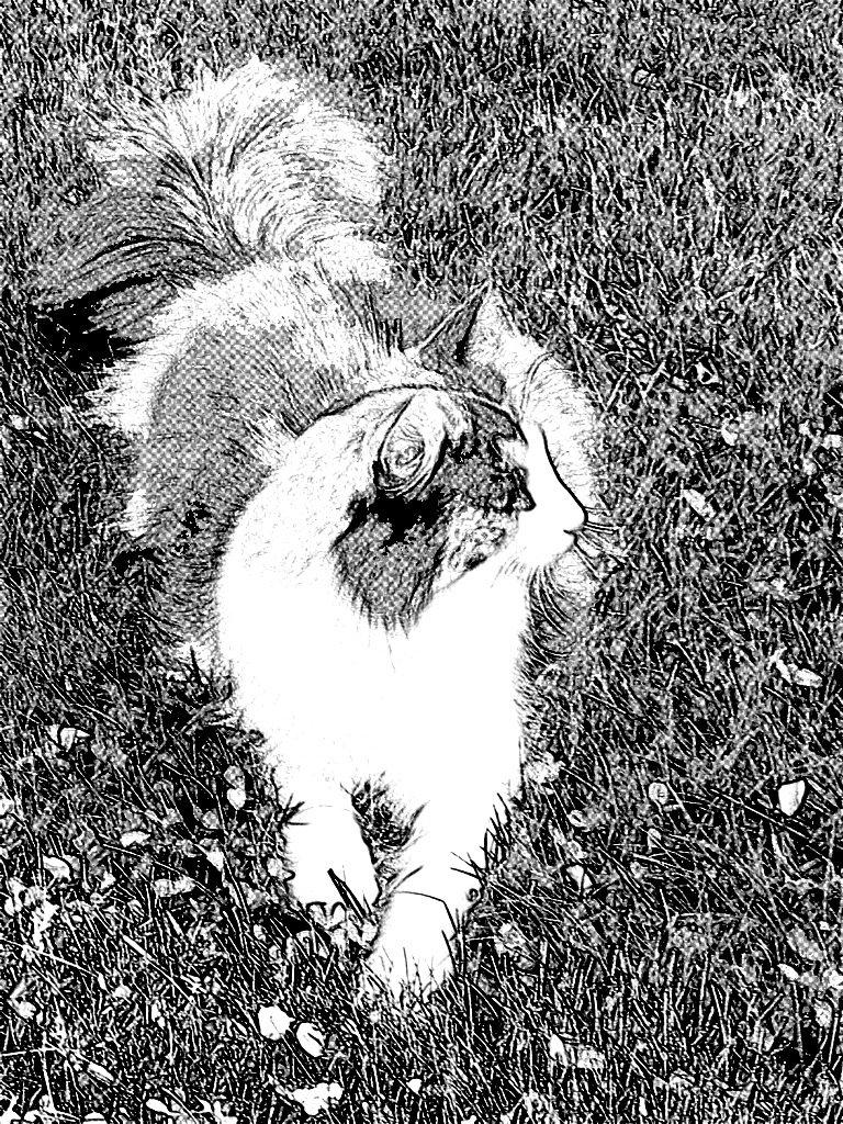 Norsk Skovkat Flocke (Killix Klokkeblomst) - himmelkat  billede 18