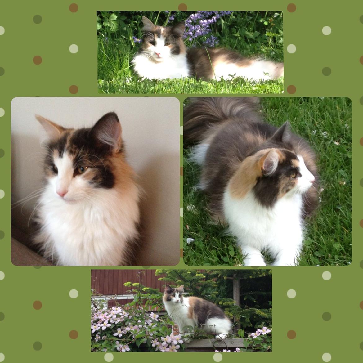 Norsk Skovkat Flocke (Killix Klokkeblomst) - himmelkat  - jeg synes selv jeg er dejlig... billede 19