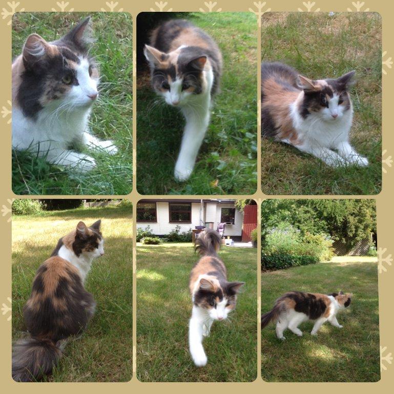 Norsk Skovkat Flocke (Killix Klokkeblomst) - himmelkat  - Flocke i haven august 2013 billede 20