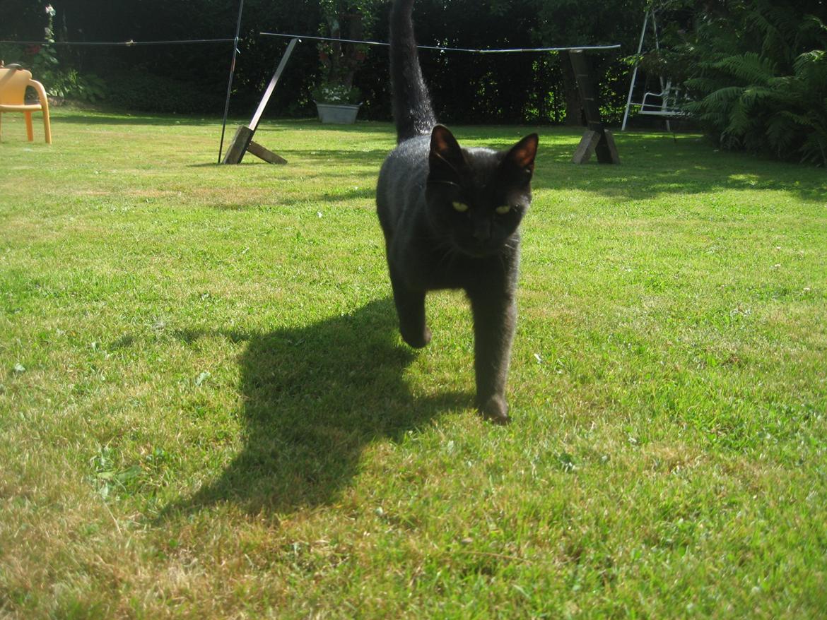 Huskat Jiggi - Når vi hygger os i varmen billede 22