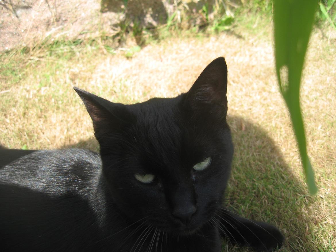 Huskat Jiggi billede 23