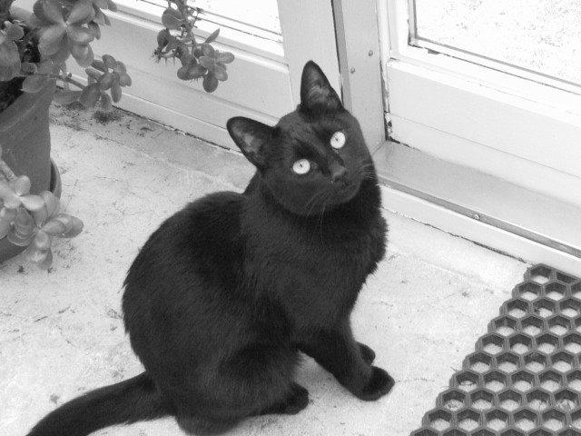 Huskat Jiggi billede 1