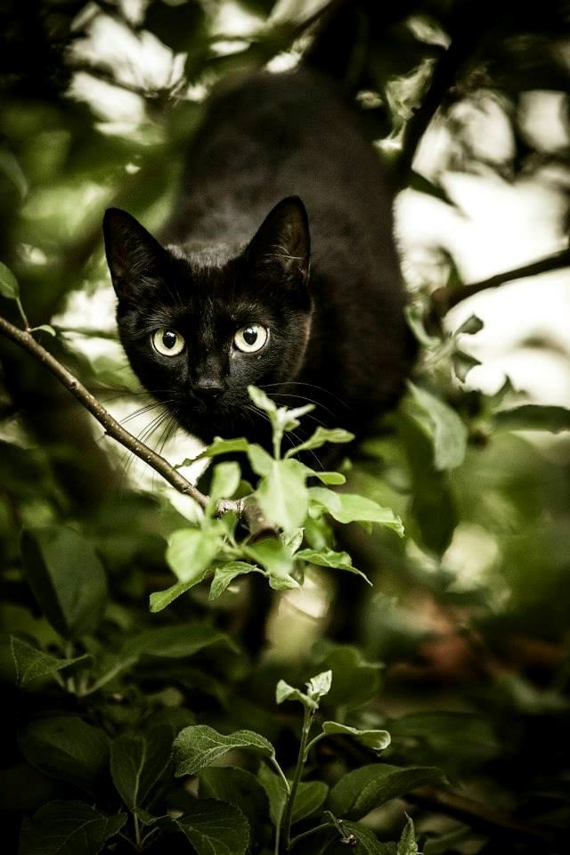 Huskat Bailey billede 1