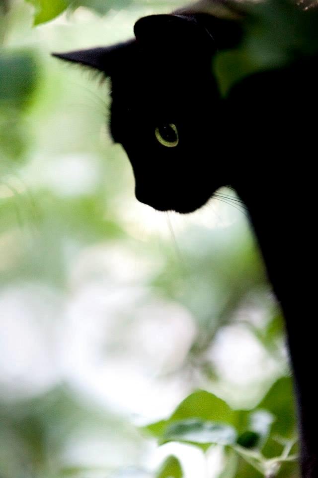 Huskat Bailey billede 2