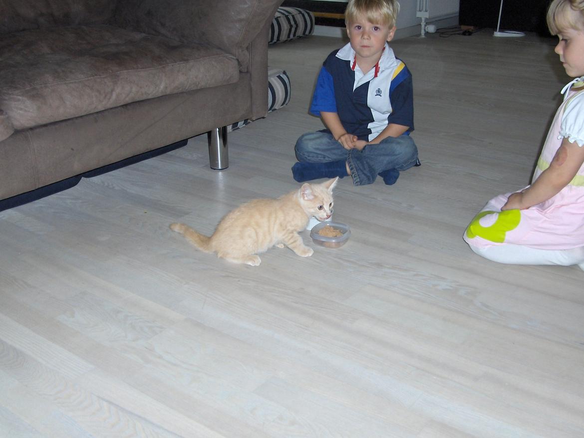 Huskat Lion (Løven) billede 3