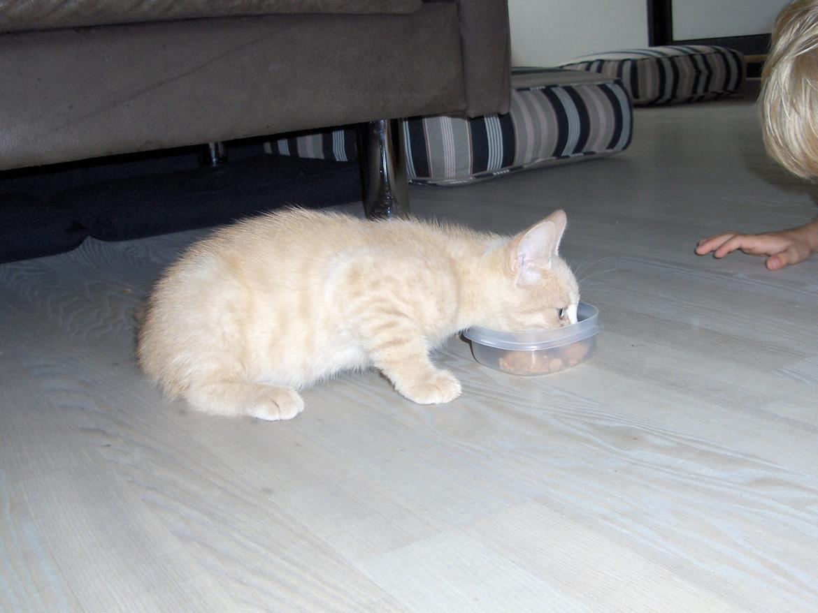 Huskat Lion (Løven) billede 4