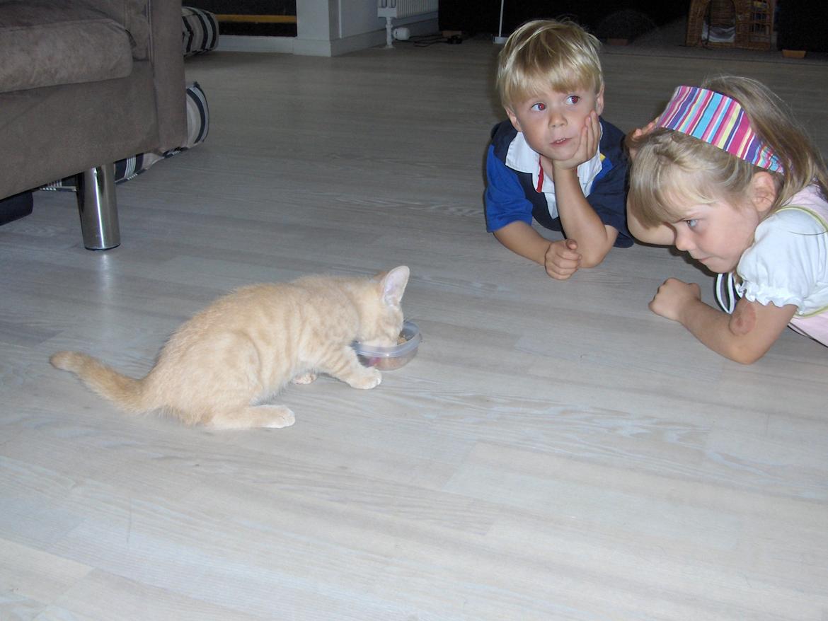 Huskat Lion (Løven) billede 5