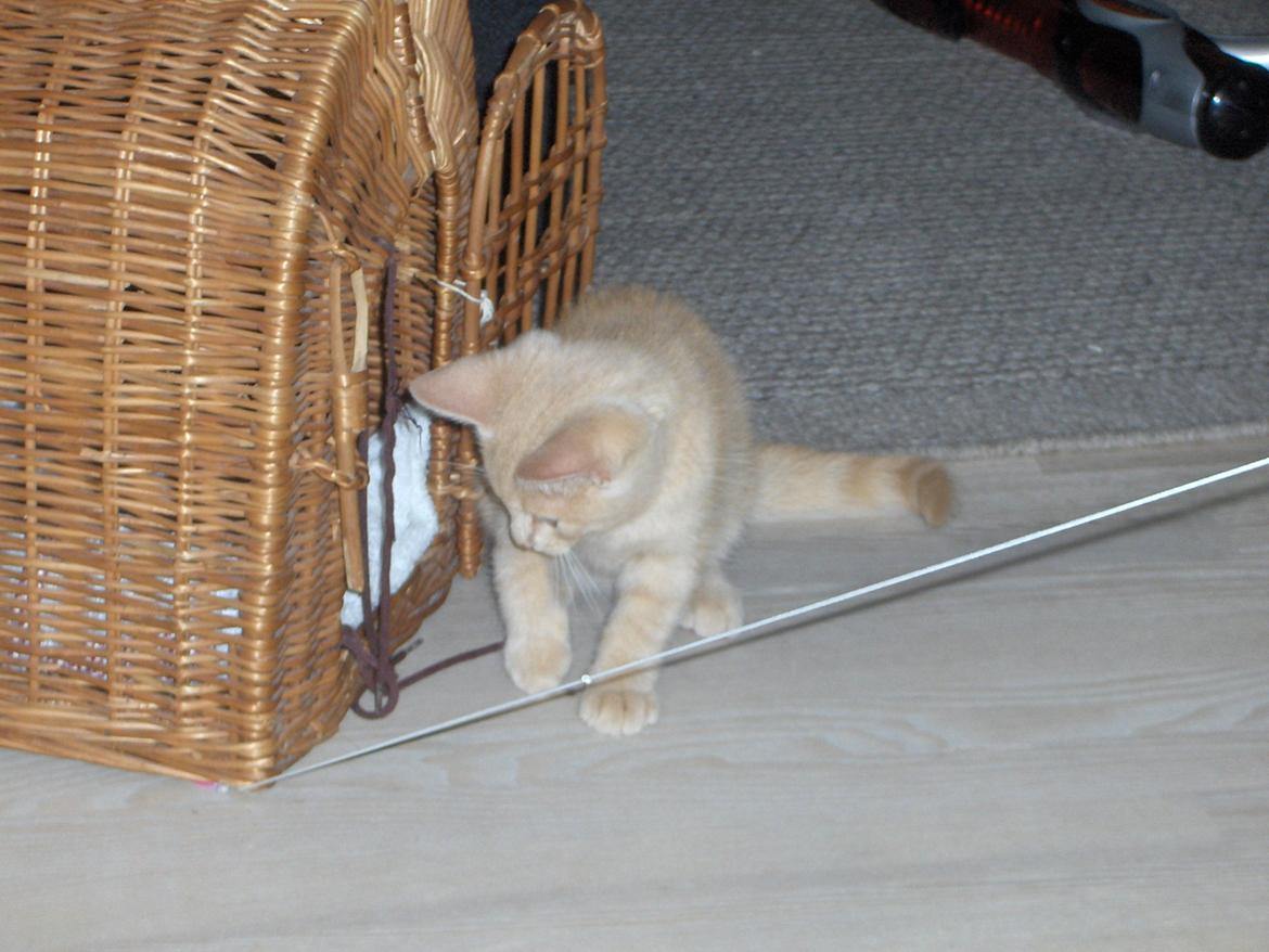 Huskat Lion (Løven) billede 6