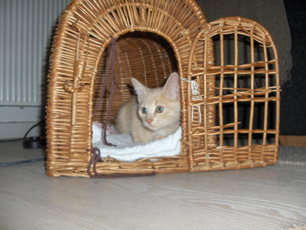 Huskat Lion (Løven) billede 7