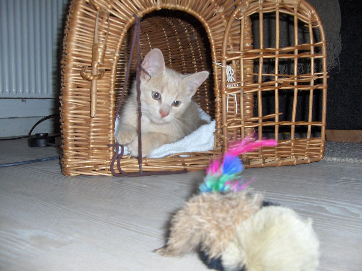 Huskat Lion (Løven) billede 8