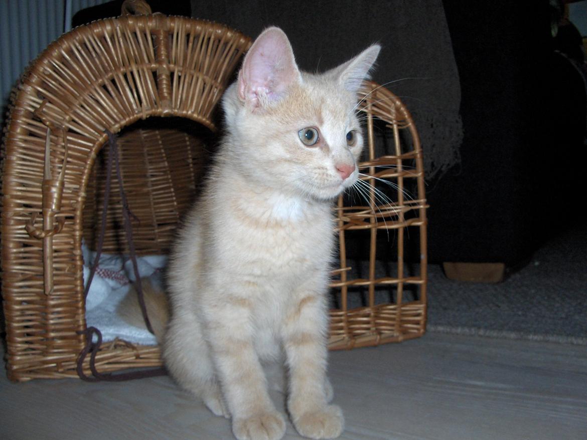 Huskat Lion (Løven) billede 9