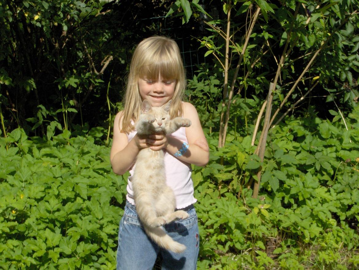 Huskat Lion (Løven) billede 10