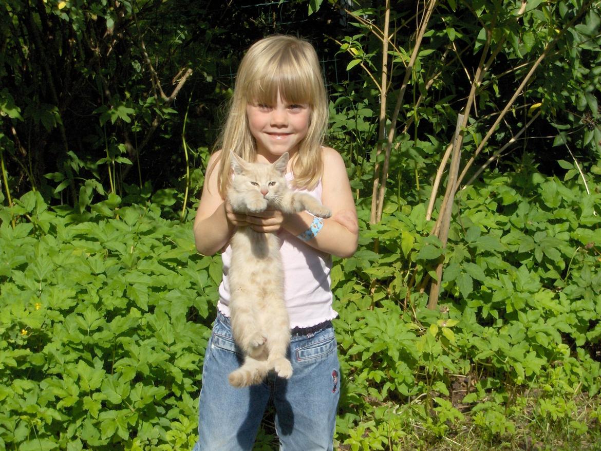 Huskat Lion (Løven) billede 11