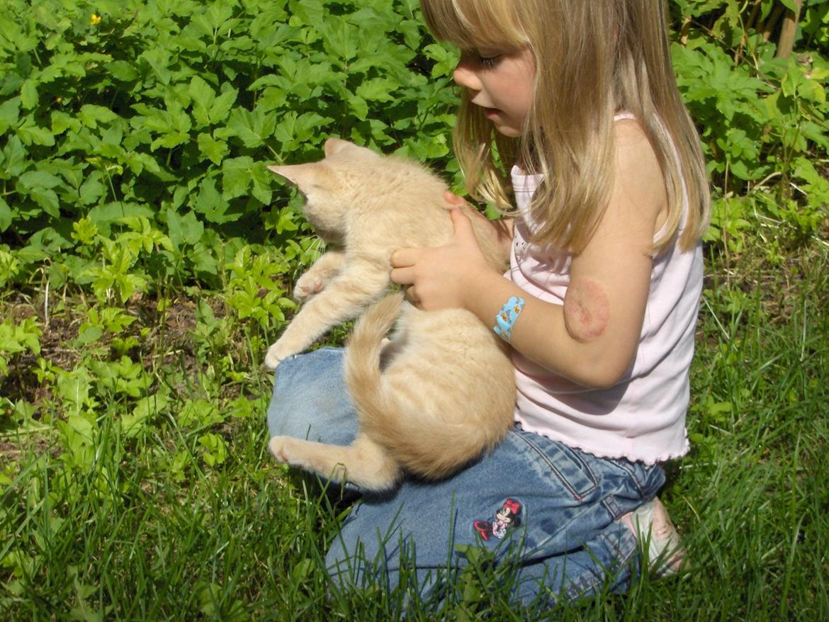 Huskat Lion (Løven) billede 12