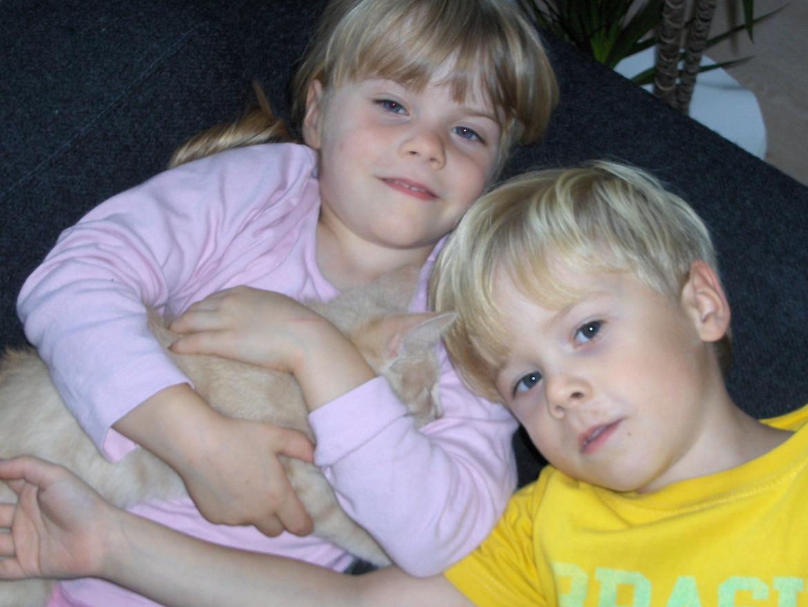 Huskat Lion (Løven) billede 14