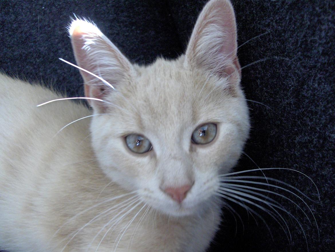 Huskat Lion (Løven) billede 15