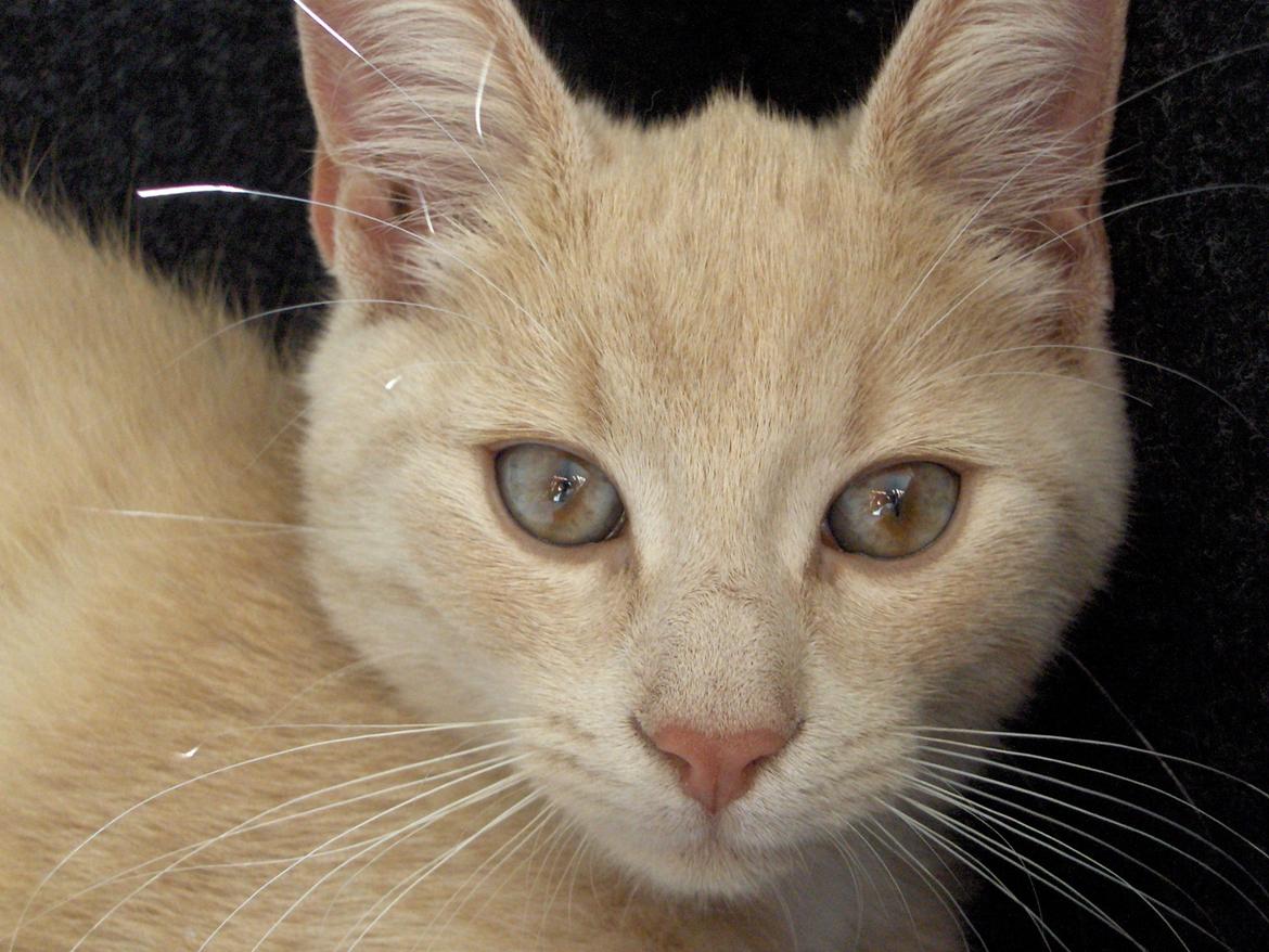 Huskat Lion (Løven) billede 16