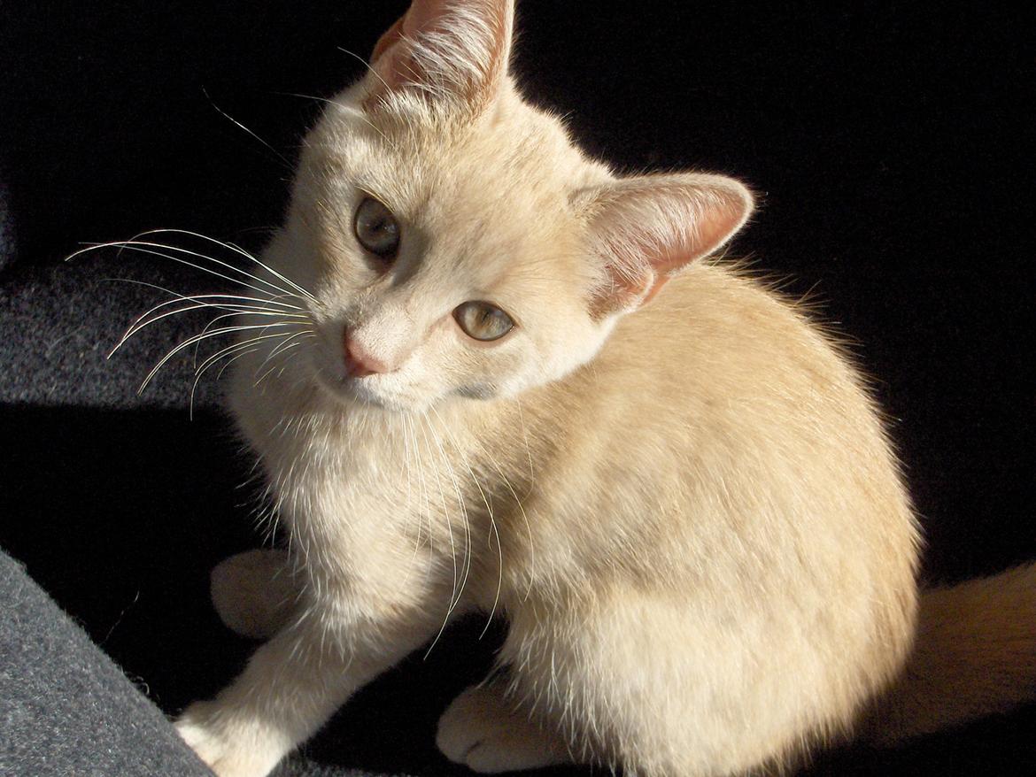 Huskat Lion (Løven) billede 17