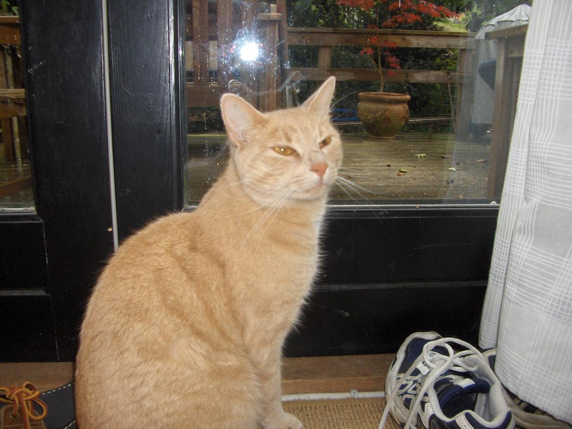 Huskat Lion (Løven) billede 1