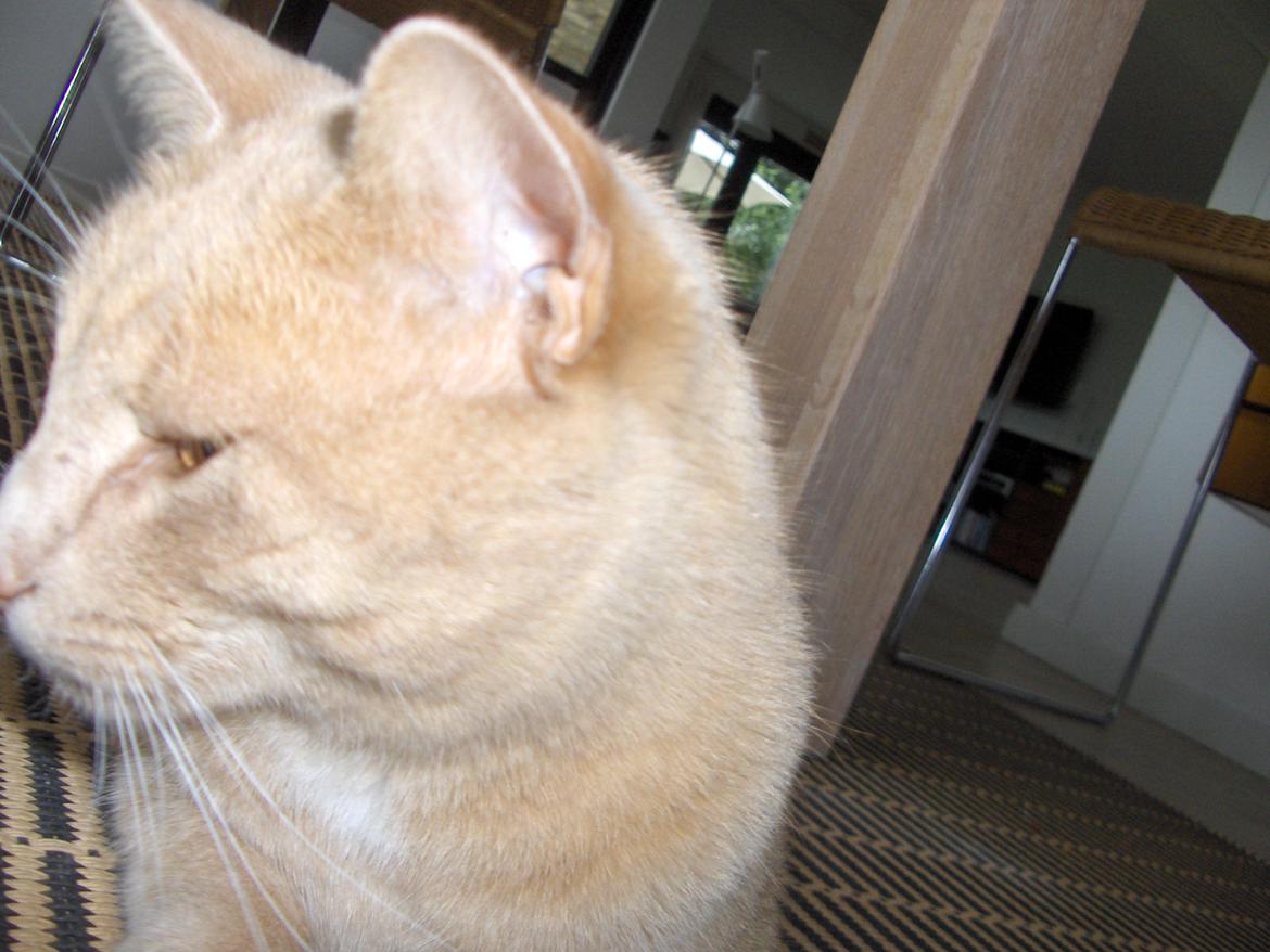 Huskat Lion (Løven) billede 18