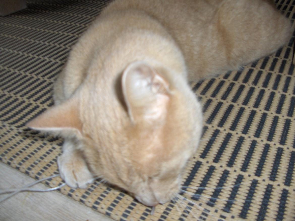 Huskat Lion (Løven) billede 19