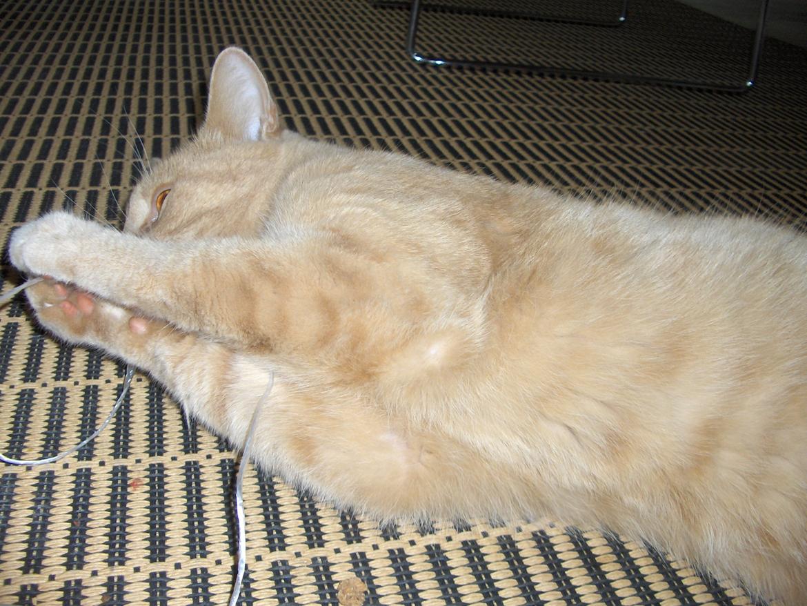 Huskat Lion (Løven) billede 20