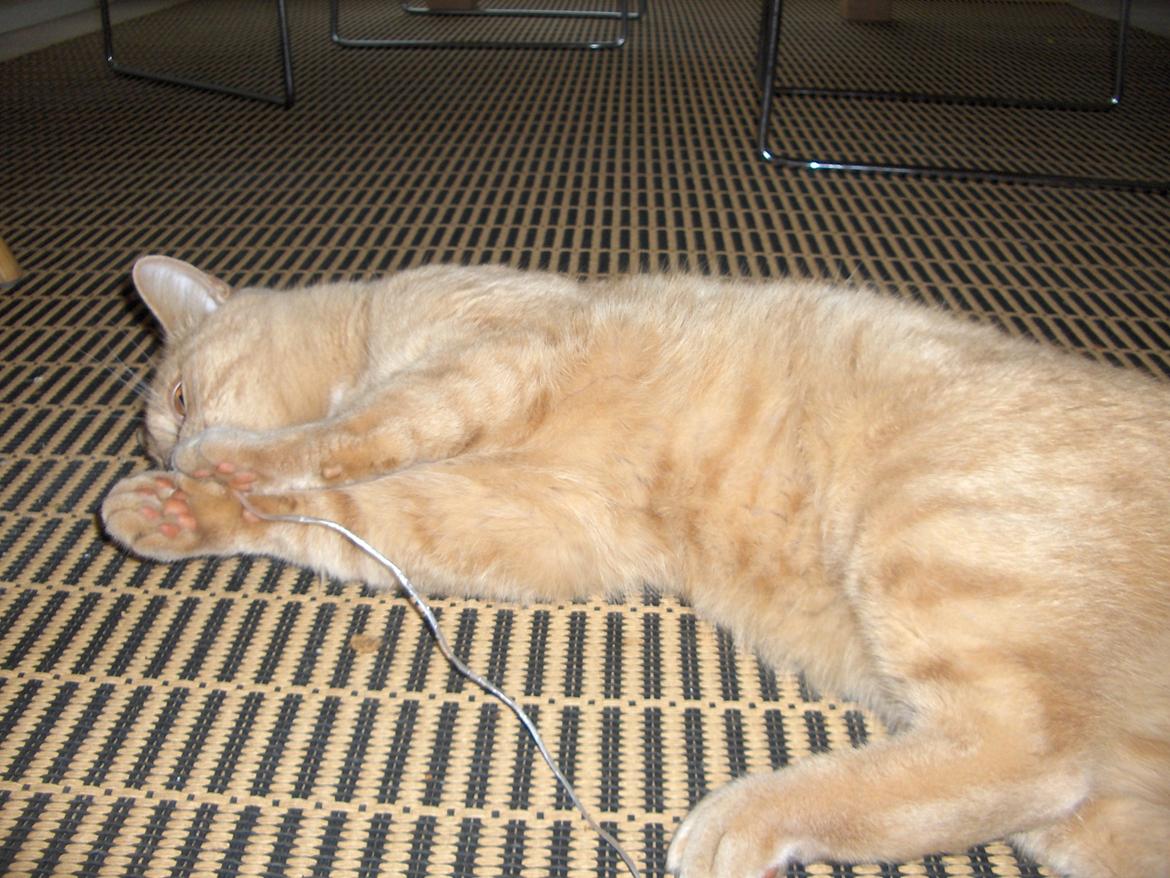 Huskat Lion (Løven) billede 21