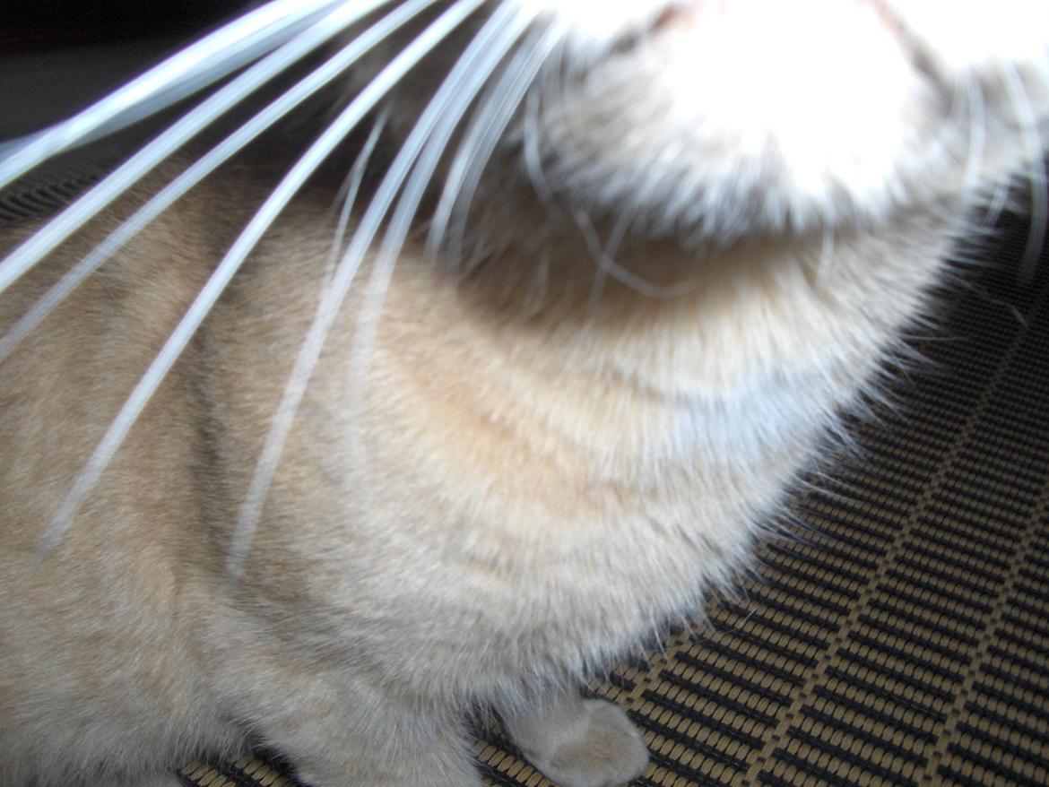 Huskat Lion (Løven) billede 22