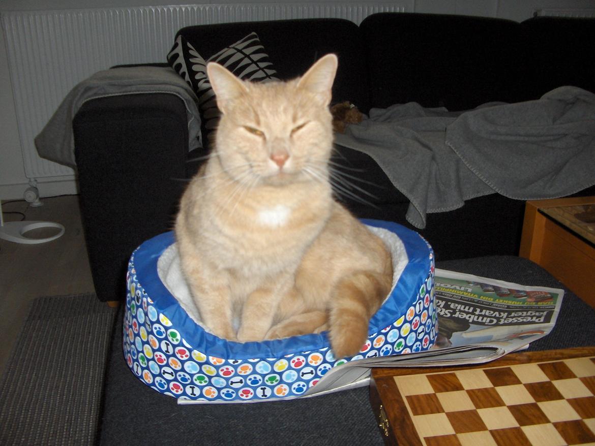 Huskat Lion (Løven) billede 23