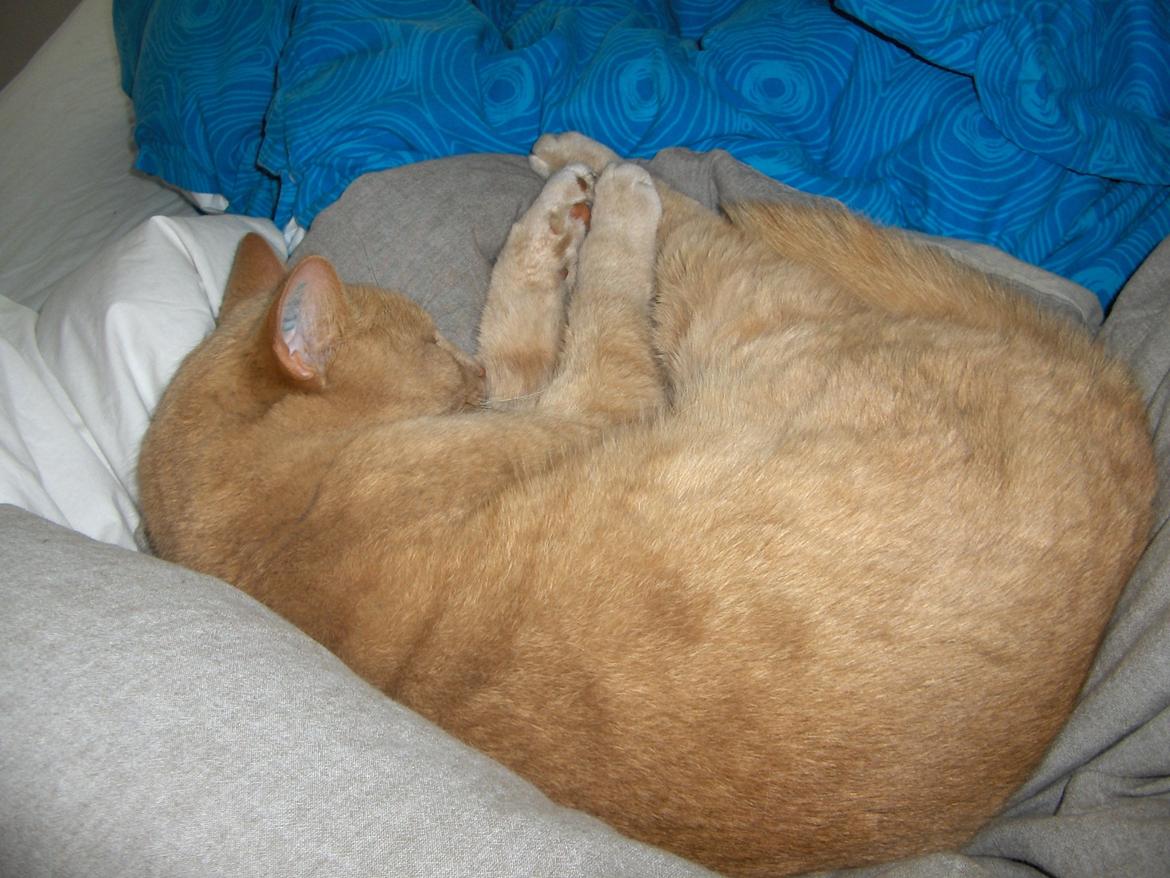 Huskat Lion (Løven) billede 24