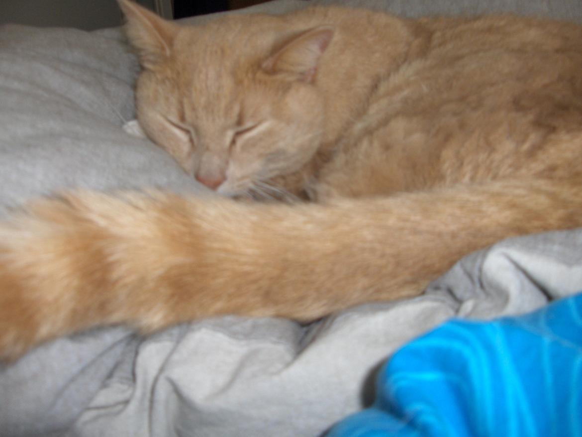 Huskat Lion (Løven) billede 25